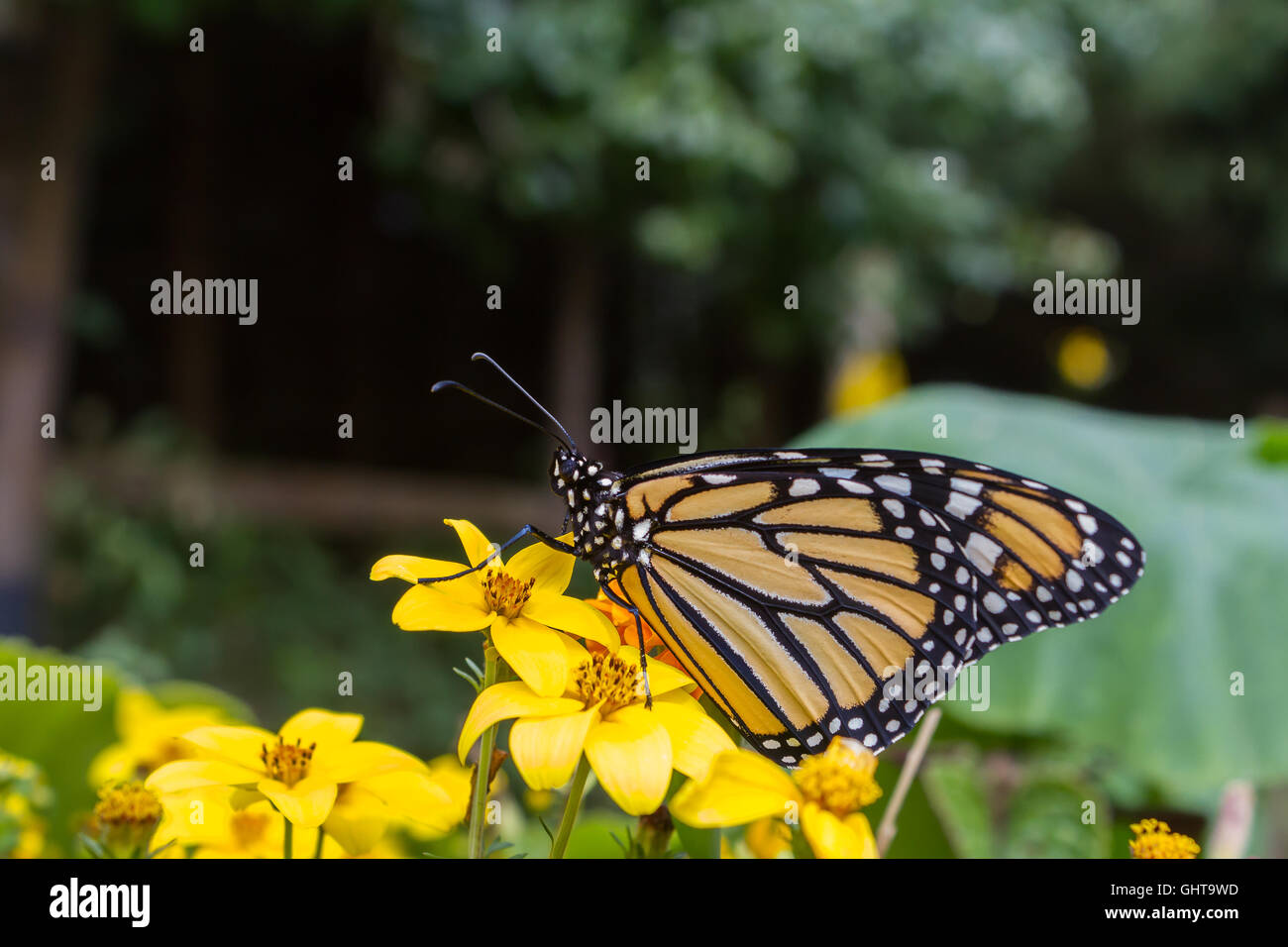 Papillon monarque dans un jardin de fleurs. Banque D'Images