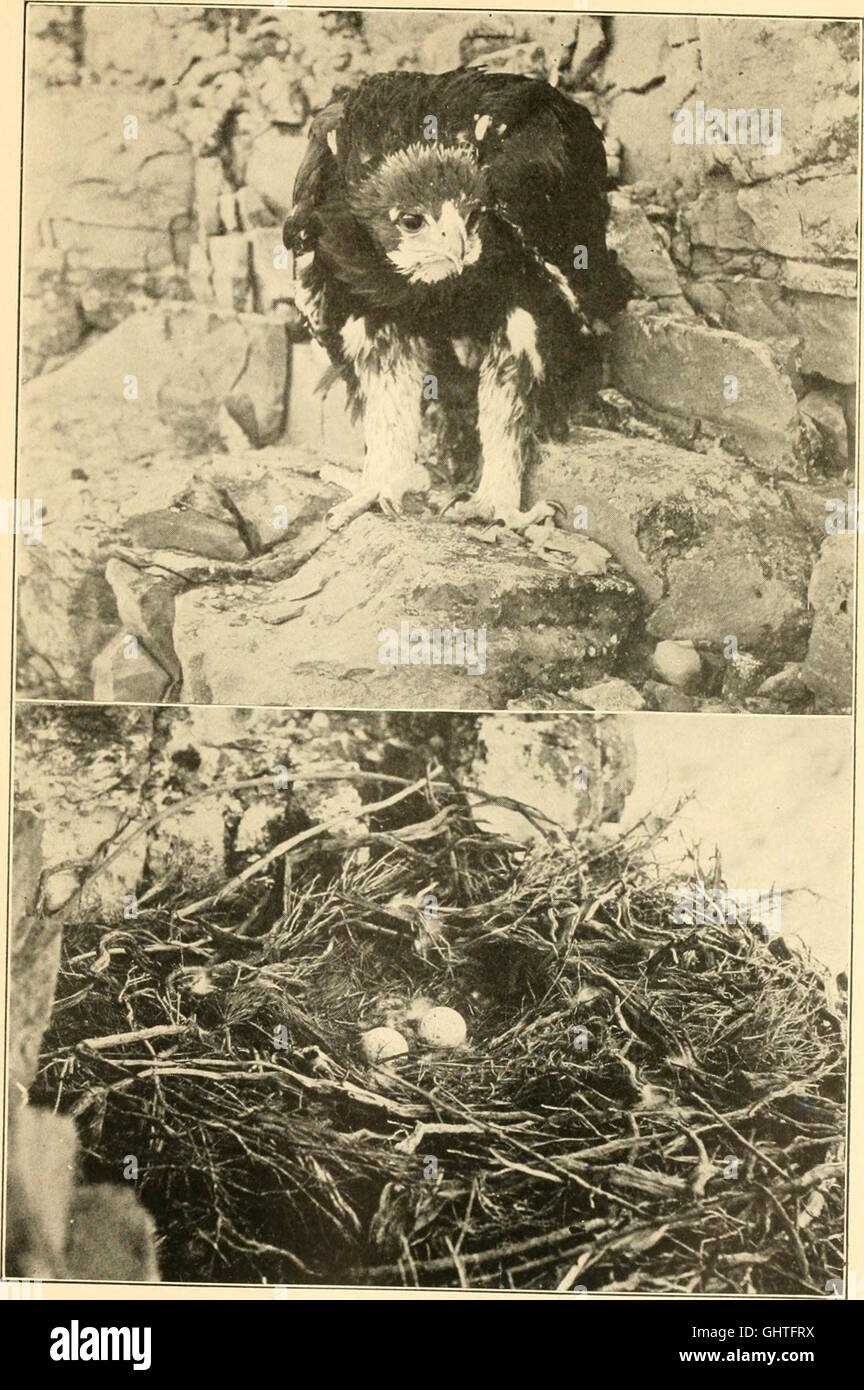 « Les oiseaux du Maine » offre un compte rendu détaillé des espèces d'oiseaux trouvées dans le Maine, y compris leur répartition, leur mode de migration et leur abondance relative dans l'État. Banque D'Images