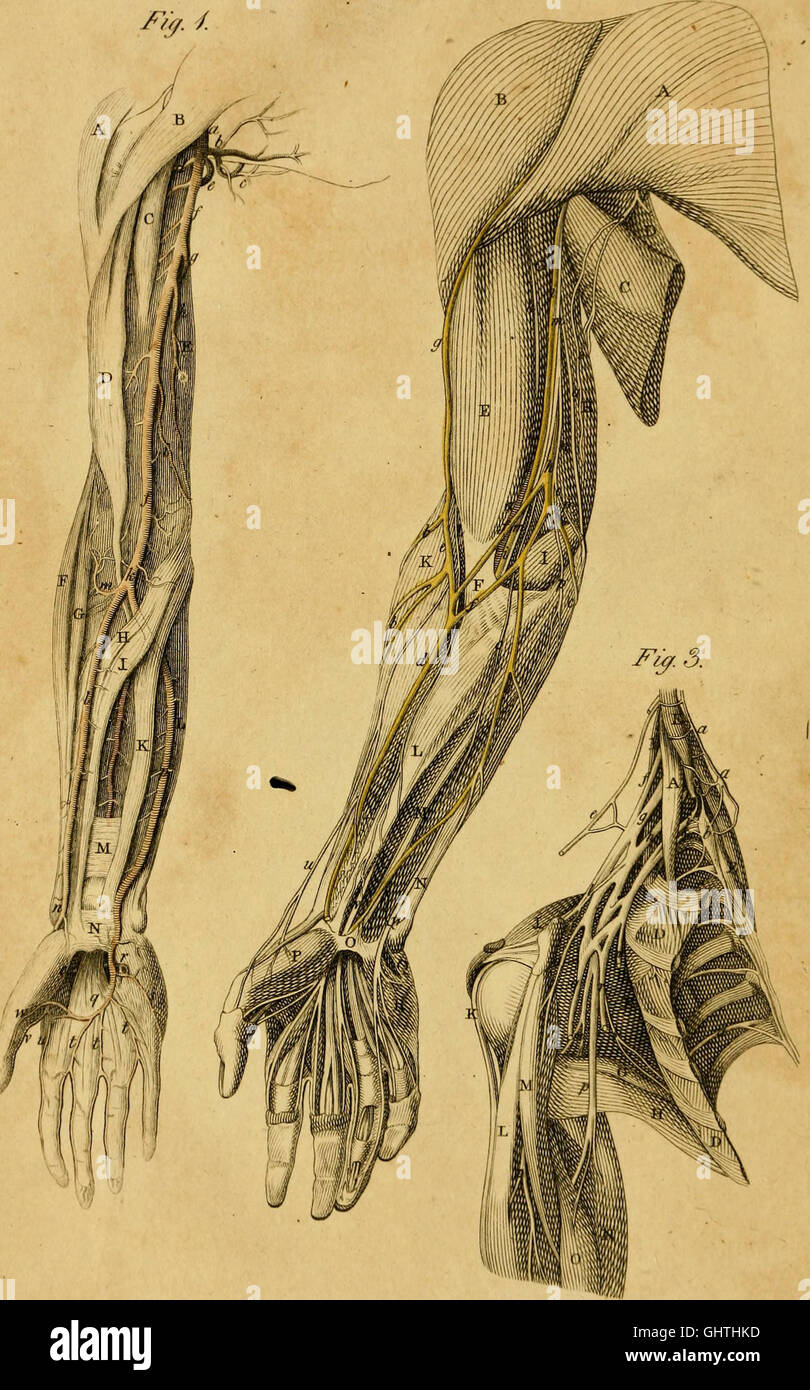 Un recueil de l'anatomie du corps humain - principalement destinés à l'usage des étudiants (1801) Banque D'Images