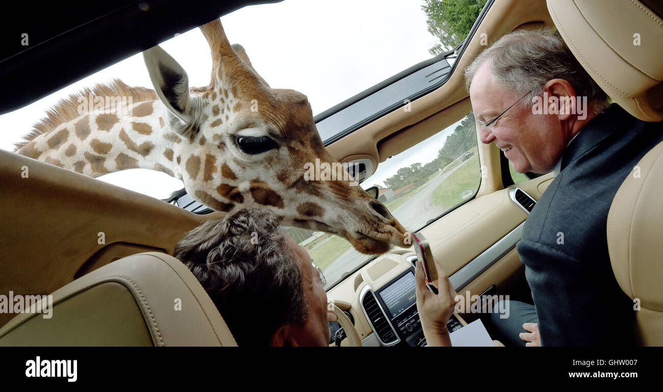 Hodenhagen, Allemagne. Août 11, 2016. Le premier ministre de Basse-Saxe Stephan Weil (SPD, r) ressemble à une girafe lors d'une tournée avec manager Fabrizio Sepe au parc Serengeti de Hodenhagen, Allemagne, 11 août 2016. PHOTO : HOLGER HOLLEMANN/DPA/Alamy Live News Banque D'Images