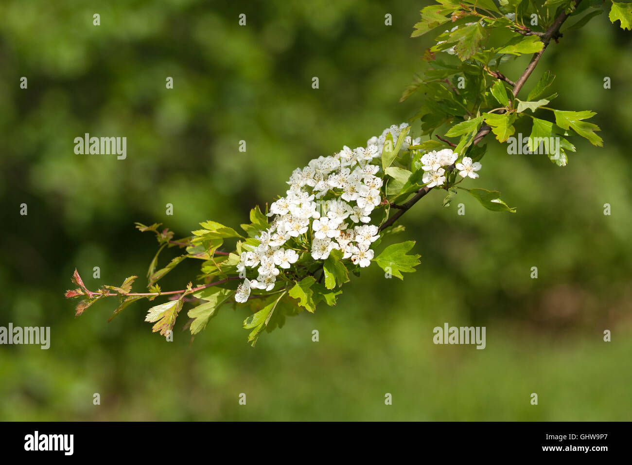 L'aubépine en fleurs au printemps Banque D'Images