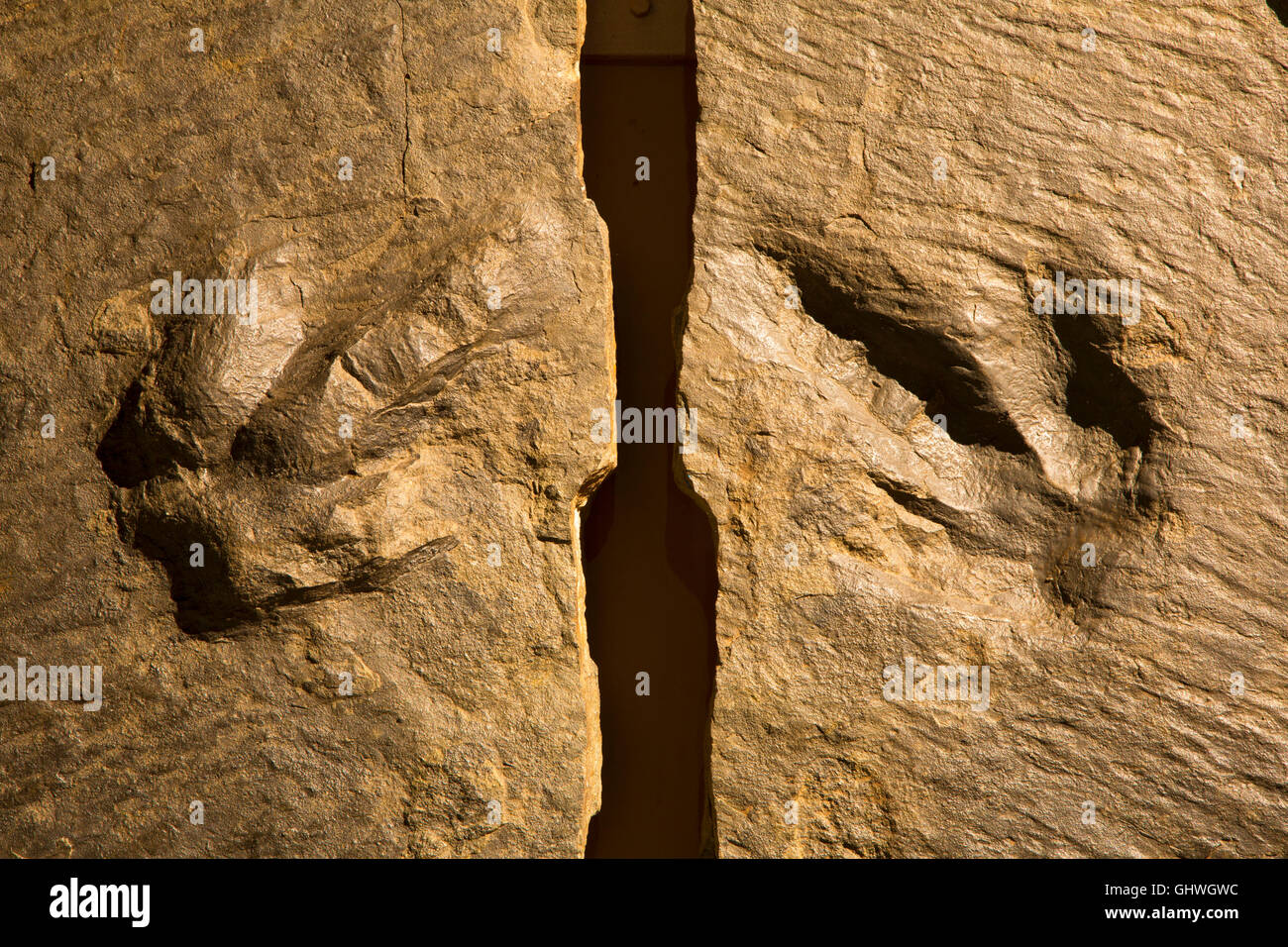 Piste de dinosaures, Dinosaur State Park, New York Banque D'Images