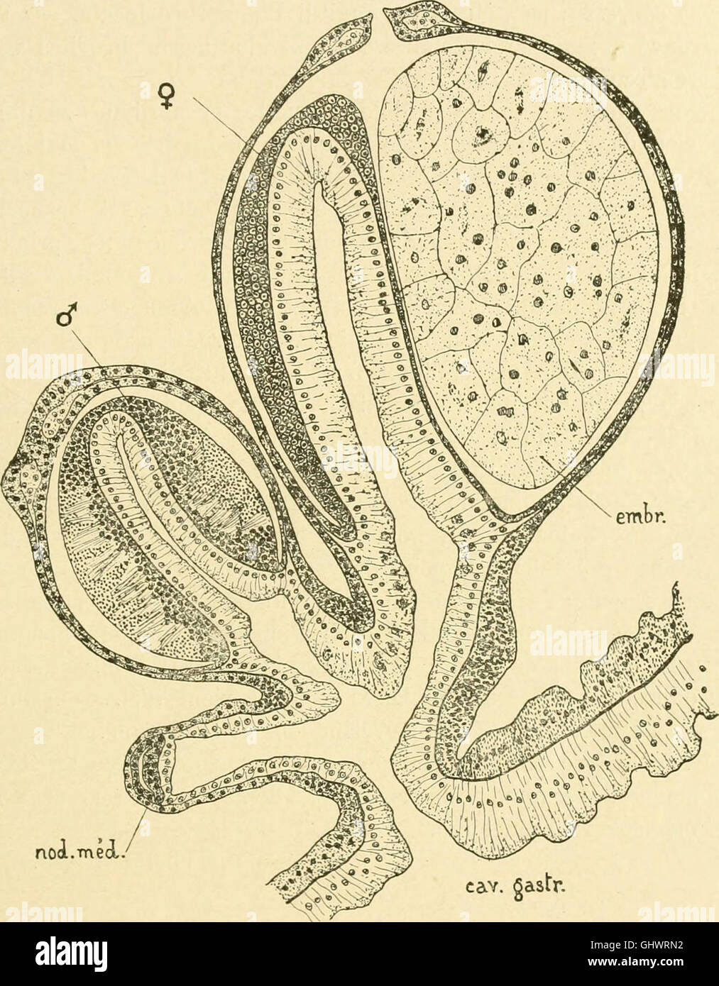 Bulletin biologique de la France et de la Belgique (1912) Banque D'Images