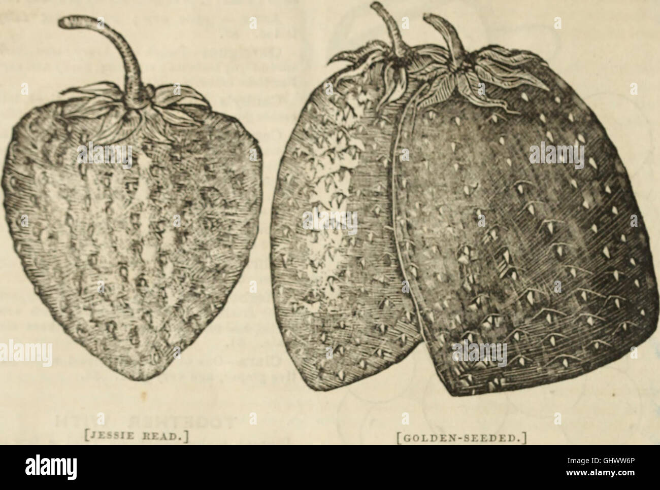 D. Miller, Jr.'s catalogue descriptif des fruits et plantes ornementales (arbres, arbustes, plantes, vignes, &c., &c., cultivée et de la Cumberland pépinières, Middlesex, sur la vallée de Cumberland Banque D'Images