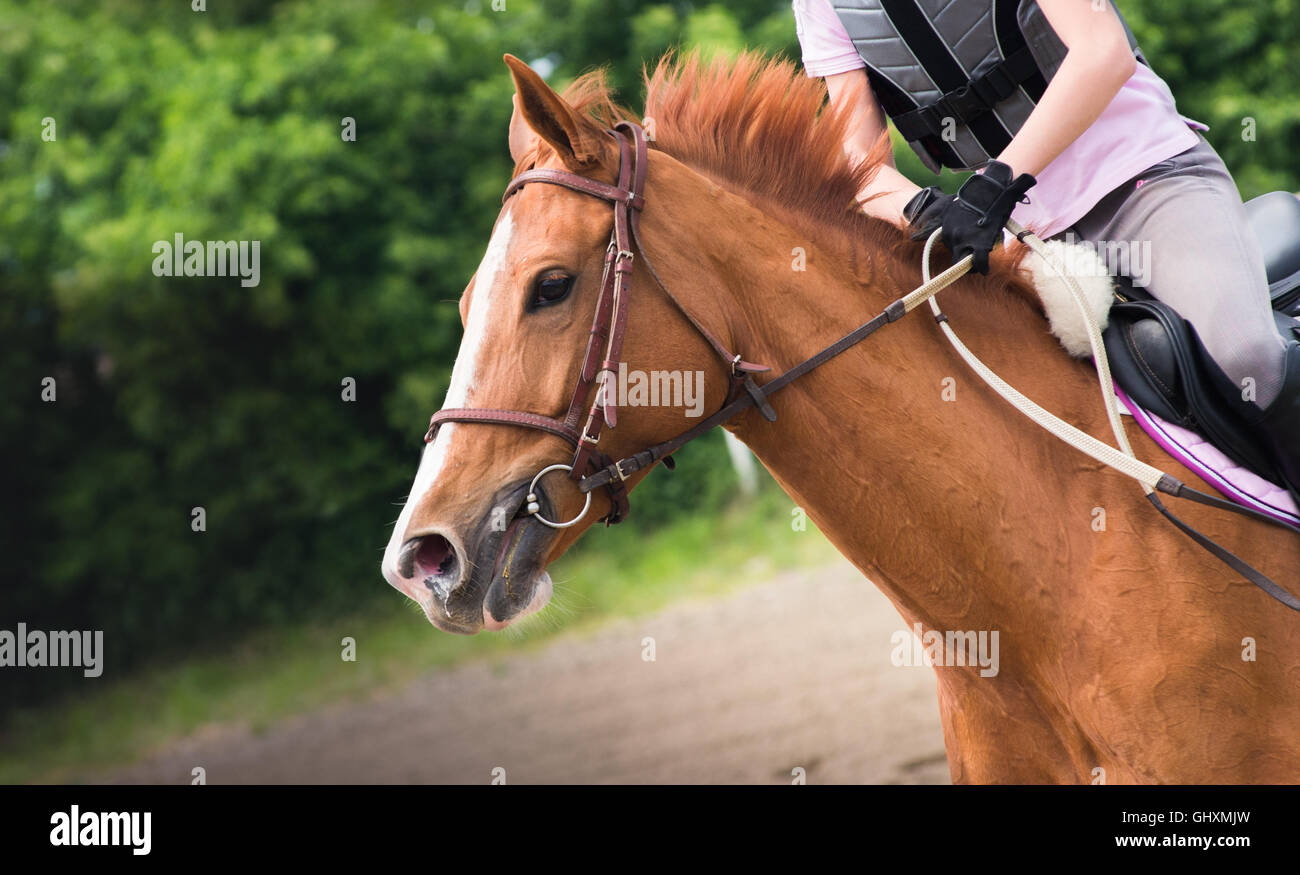 Young woman riding a horse Banque D'Images