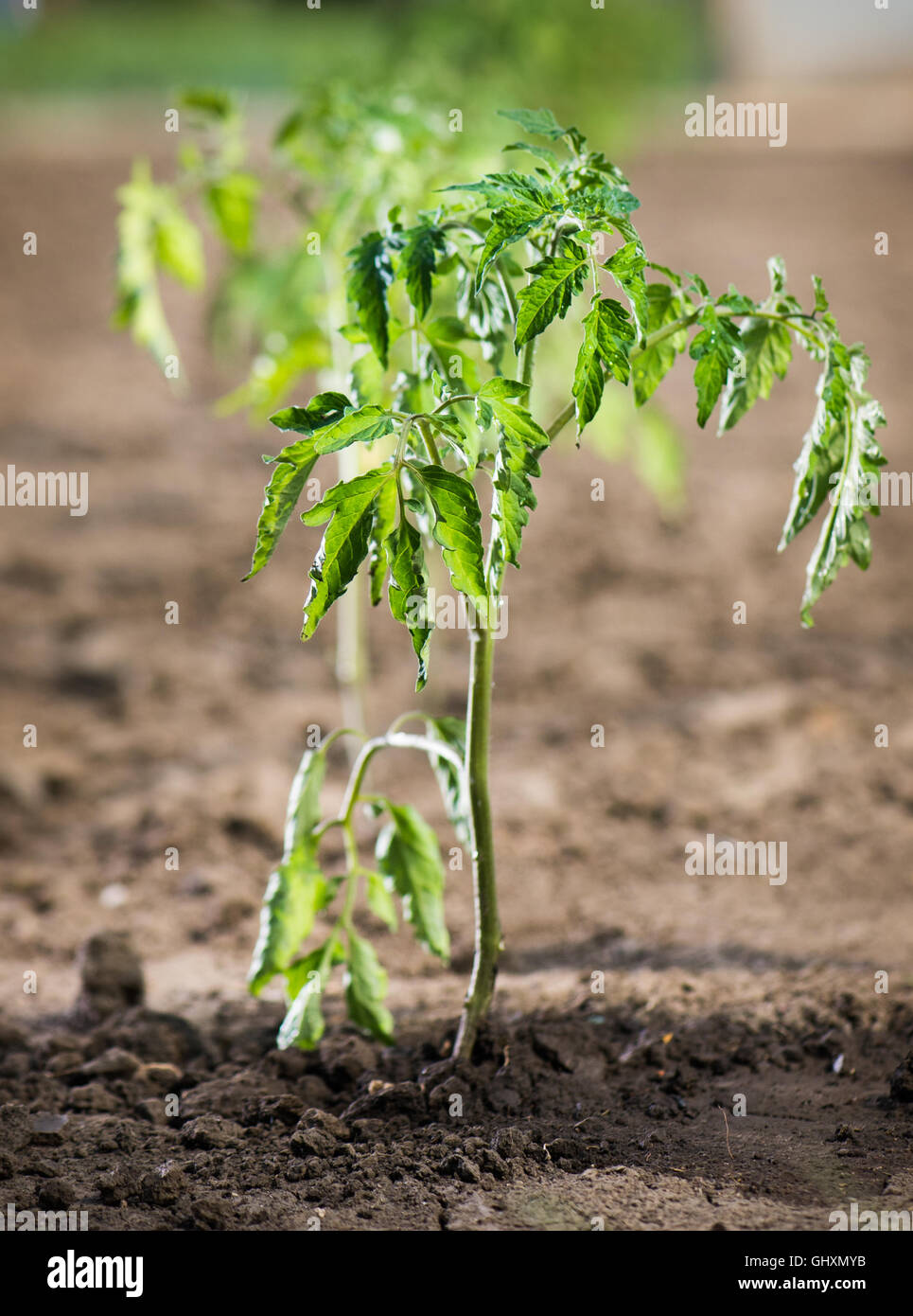 Des semis de tomates en serre. Focus sélectif. Banque D'Images