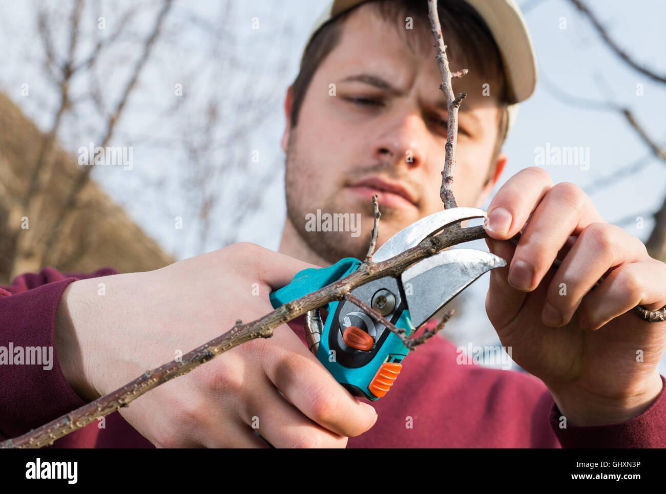 Jeune homme d'arbres avec des sécateurs de fraisage Banque D'Images