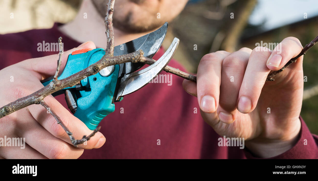 Jeune homme d'arbres avec des sécateurs de fraisage Banque D'Images