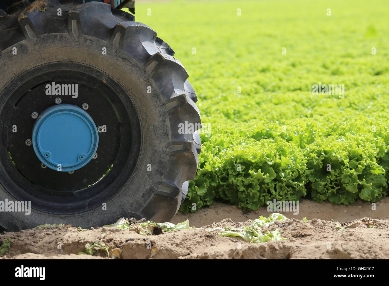 Tracteur à roues dans le domaine de vert laitue cultivée en été Banque D'Images