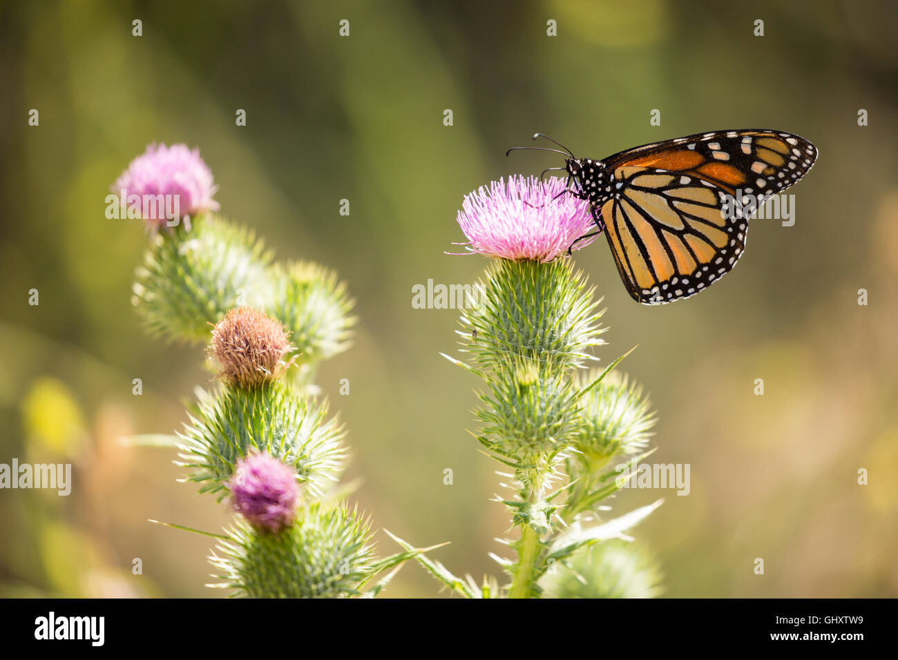 - Papillon Monarque Danaus plexippus Banque D'Images