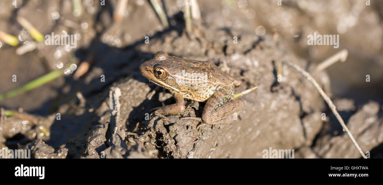 Ouaouaron américain camouflé Banque D'Images