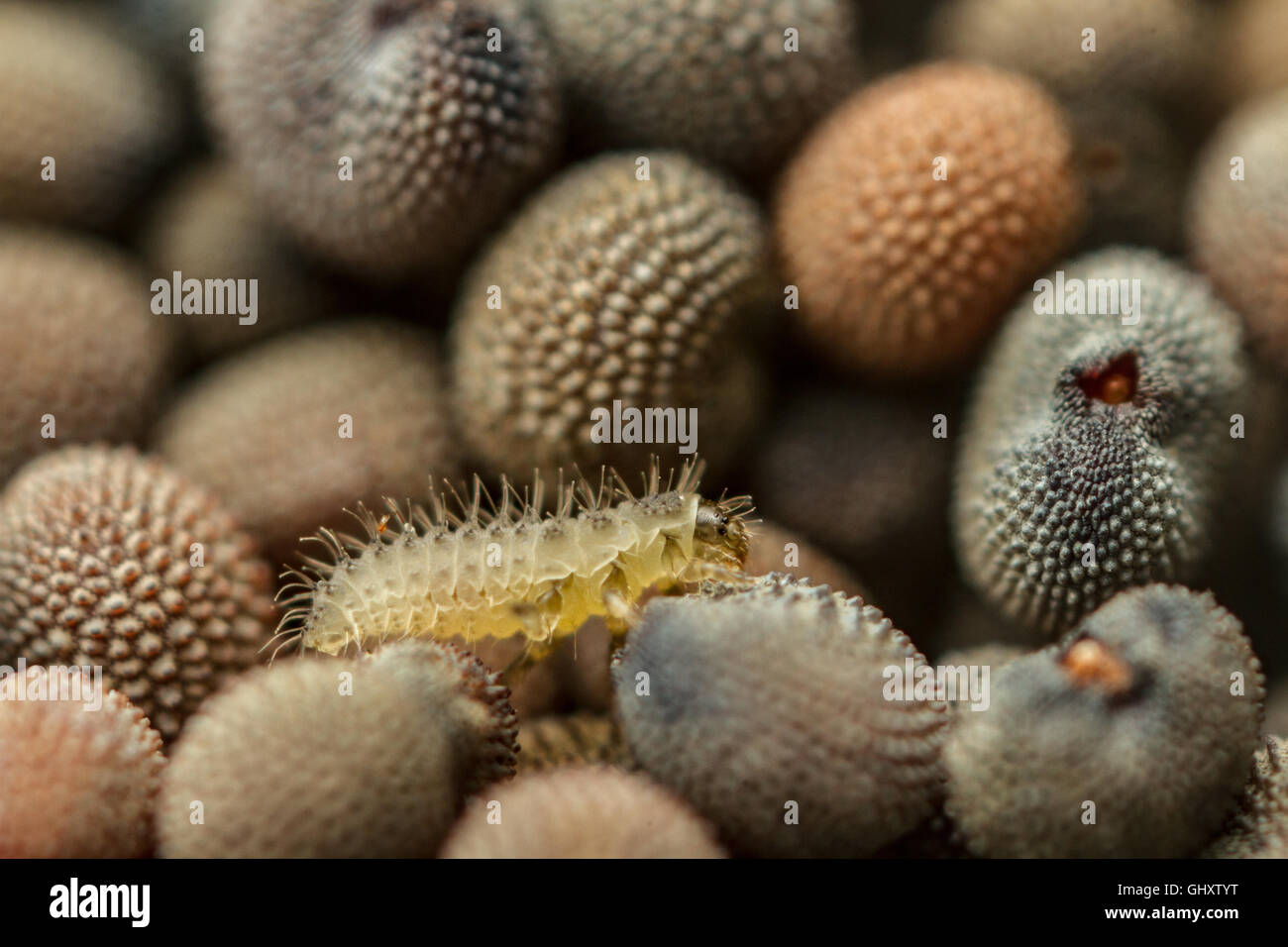 Au début, petit stade larve coccinelle la chasse parmi les graines d'une fleur rouge Campion Banque D'Images Au début, petit stade larve coccinelle la chasse parmi les graines d'une fleur rouge Campion Banque D'Images