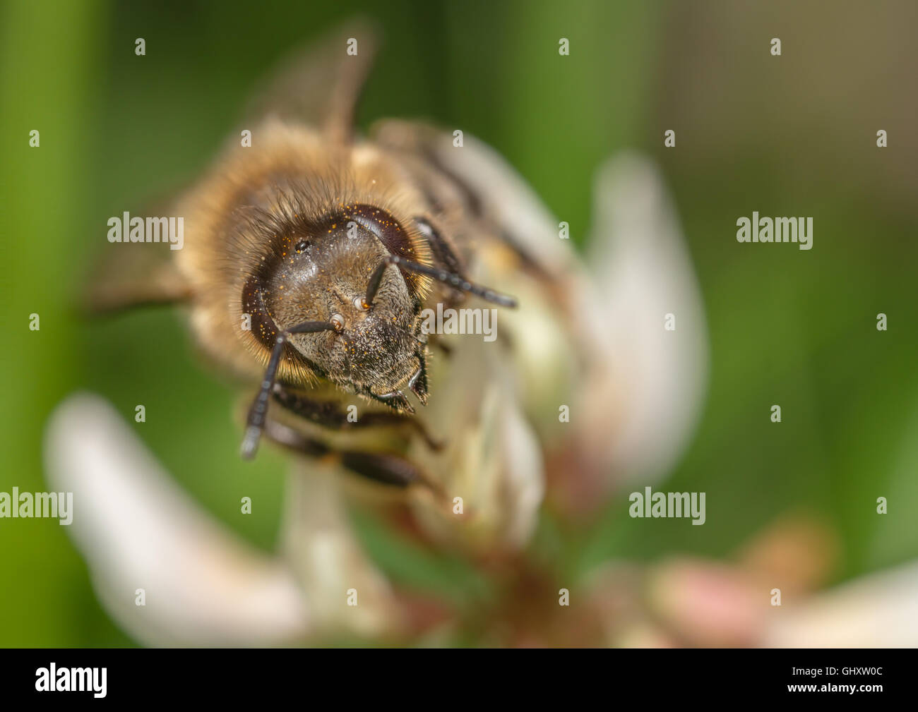 Portrait d'une escalade d'abeilles de l'Ouest un trèfle blanc Banque D'Images Portrait d'une escalade d'abeilles de l'Ouest un trèfle blanc Banque D'Images