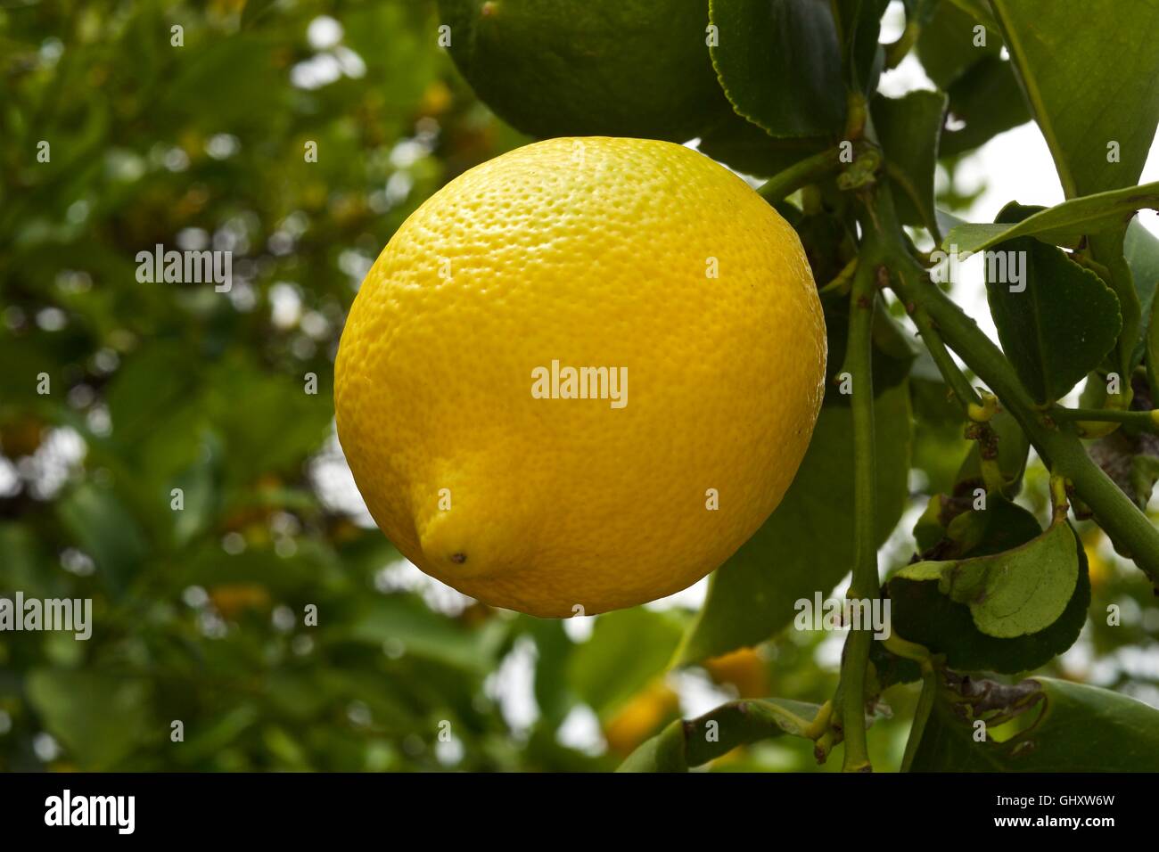 Citron sur l'arbre Banque D'Images