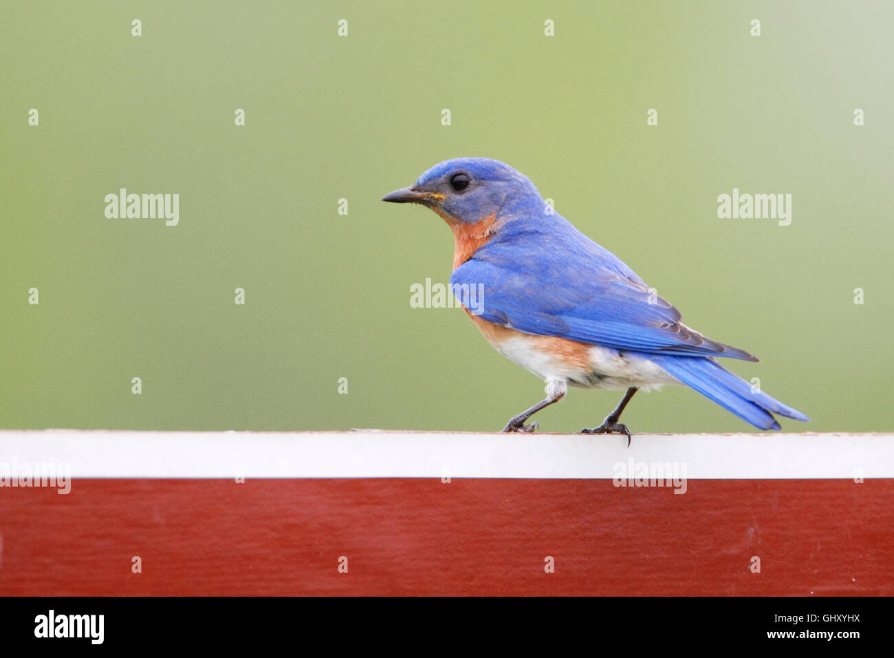 Merlebleu de l'Est (Sialia sialis) sur le refuge de signalisation, Bombay Hook NWR, Delaware, Etats-Unis Banque D'Images