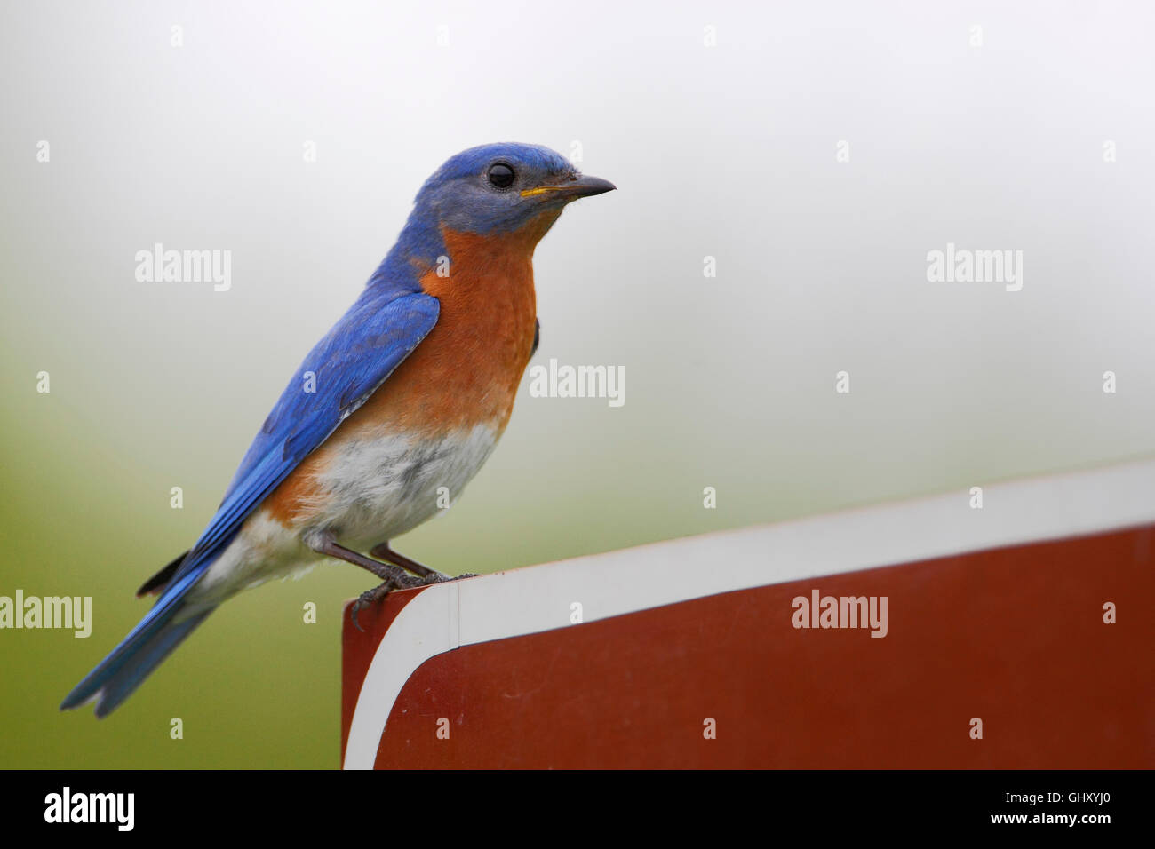Merlebleu de l'Est (Sialia sialis) sur le refuge de signalisation, Bombay Hook NWR, Delaware, Etats-Unis Banque D'Images