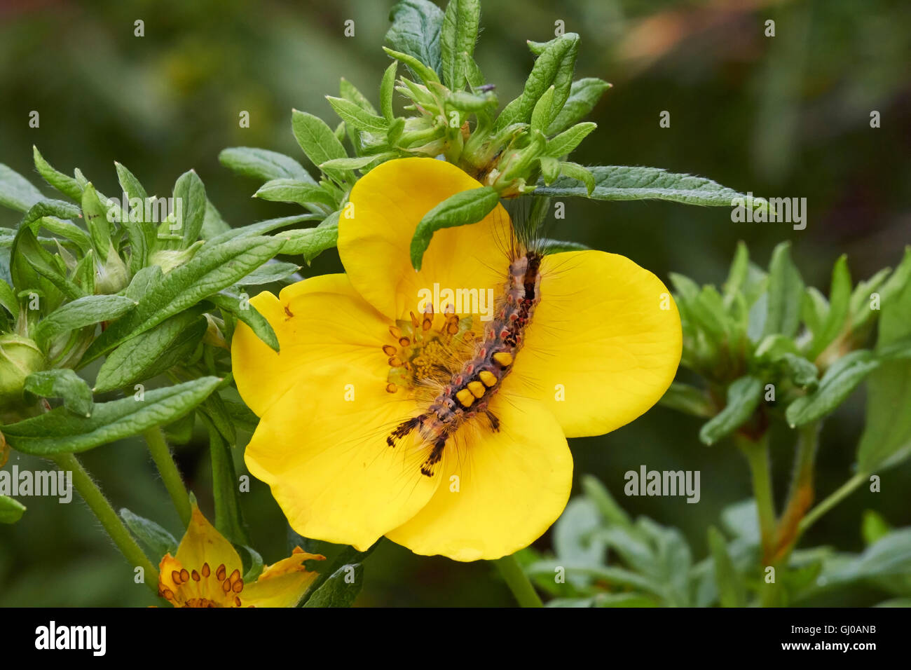 Orgyia antiqua, Vaporer Caterpillar Banque D'Images