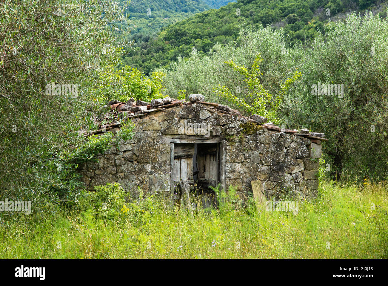 Une cabane abandonnée nr Castel del Piano, Grosseto, Toscane, Italie Banque D'Images