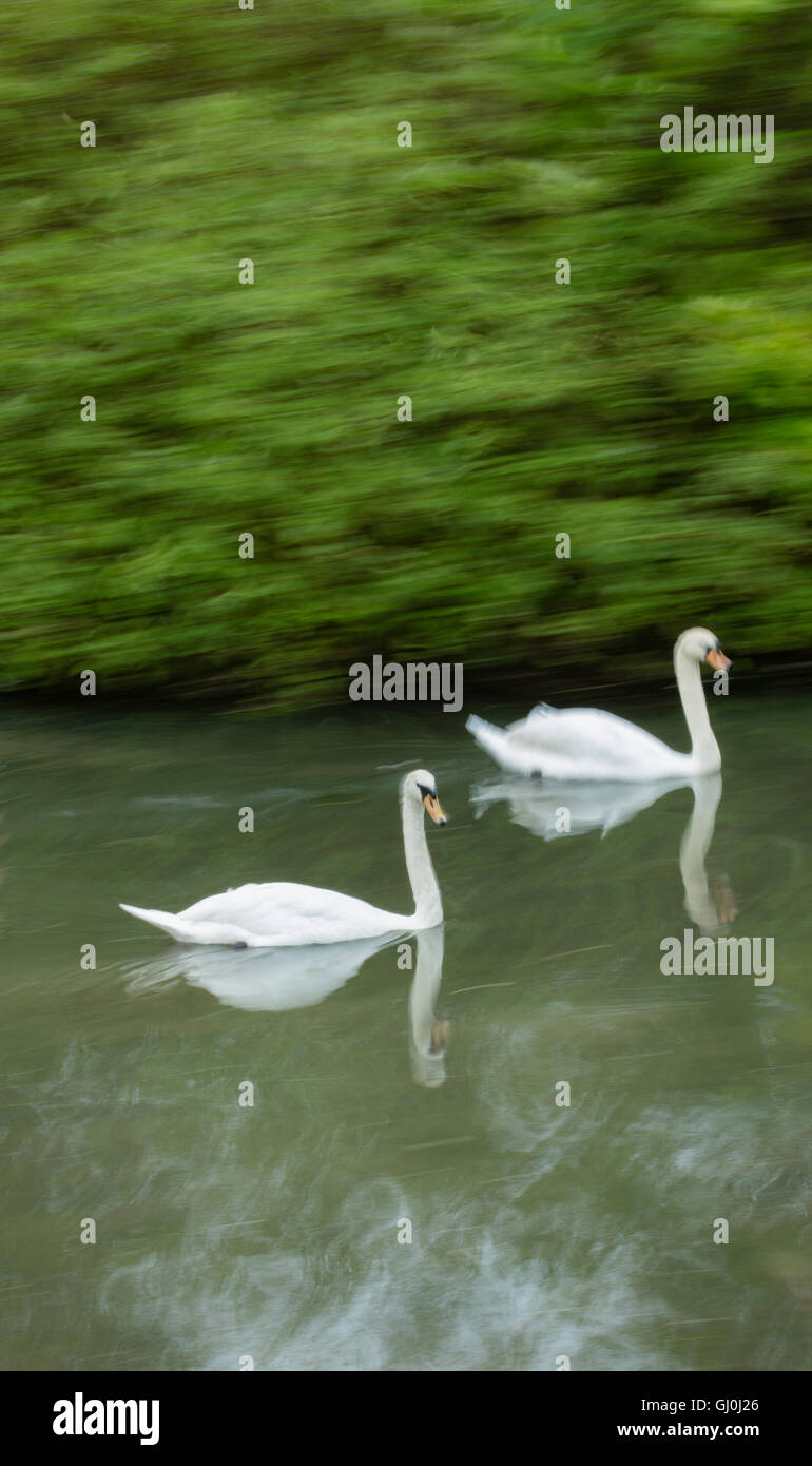 Cygnes en Belnheim Park, Oxfordshire, Angleterre Banque D'Images