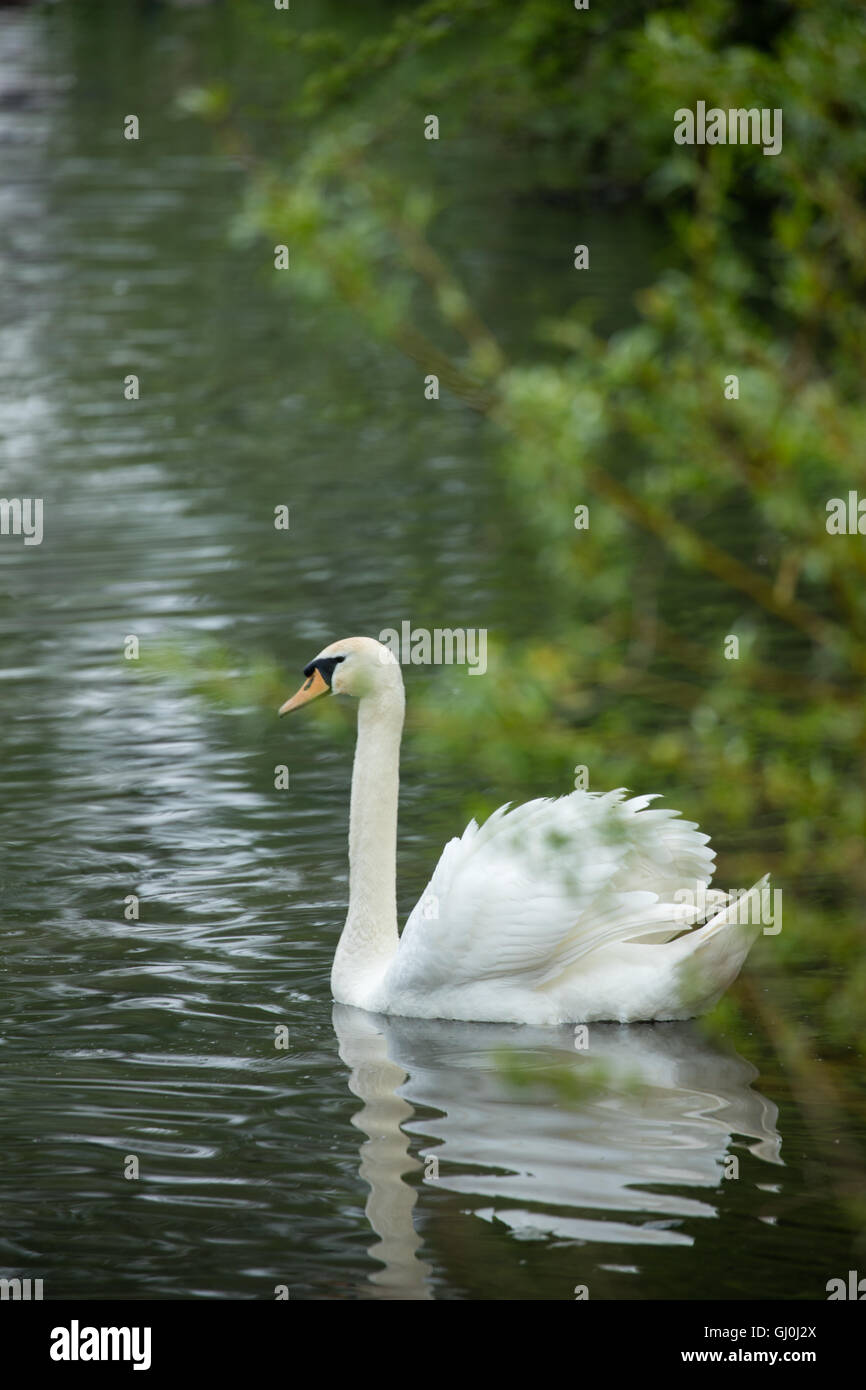 Swan dans Belnheim Park, Oxfordshire, Angleterre Banque D'Images