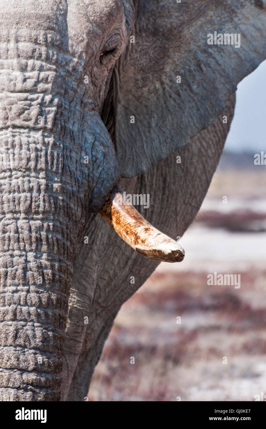 Détail du tronc et les défenses d'un éléphant mâle dans le parc national d'Etosha, Namibie Banque D'Images Détail du tronc et les défenses d'un éléphant mâle dans le parc national d'Etosha, Namibie Banque D'Images