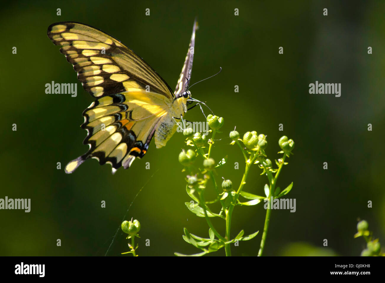 Giant swallowtail butterfly close up se nourrissant de fleurs sauvages Banque D'Images