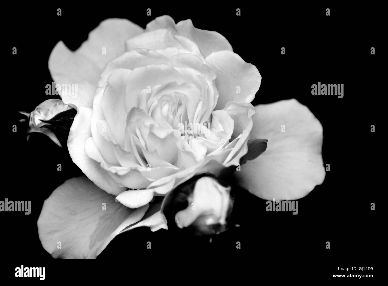 Rose noir et blanc libre Banque D'Images