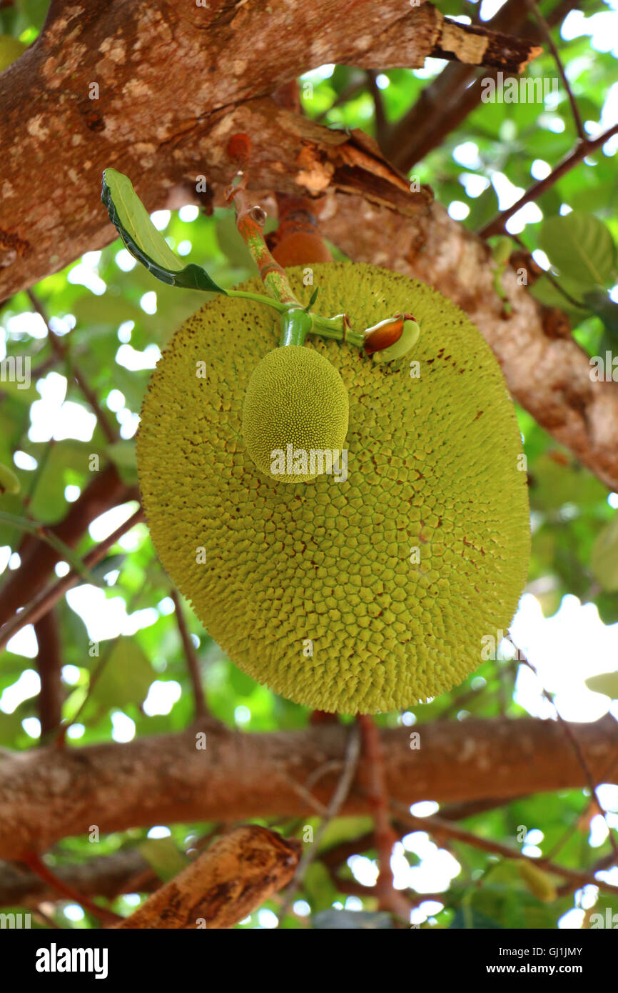 Jaque fruits, fruits exotiques, l'Inde du sud, Juicy Fruit, fruits tropicaux, jaque arbre, l'Inde, la nature des aliments sains, indian fl Banque D'Images