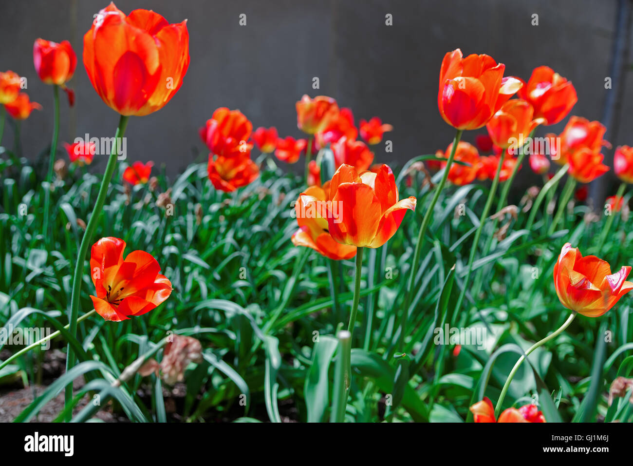 Parterres de tulipes rouges sous la lumière du soleil à Washington D.C., aux États-Unis. En ce moment, il n'y a accepté 75 types de tulipes sauvages dans le monde. À Washington, D.C. il y a une bibliothèque de tulipes. Banque D'Images