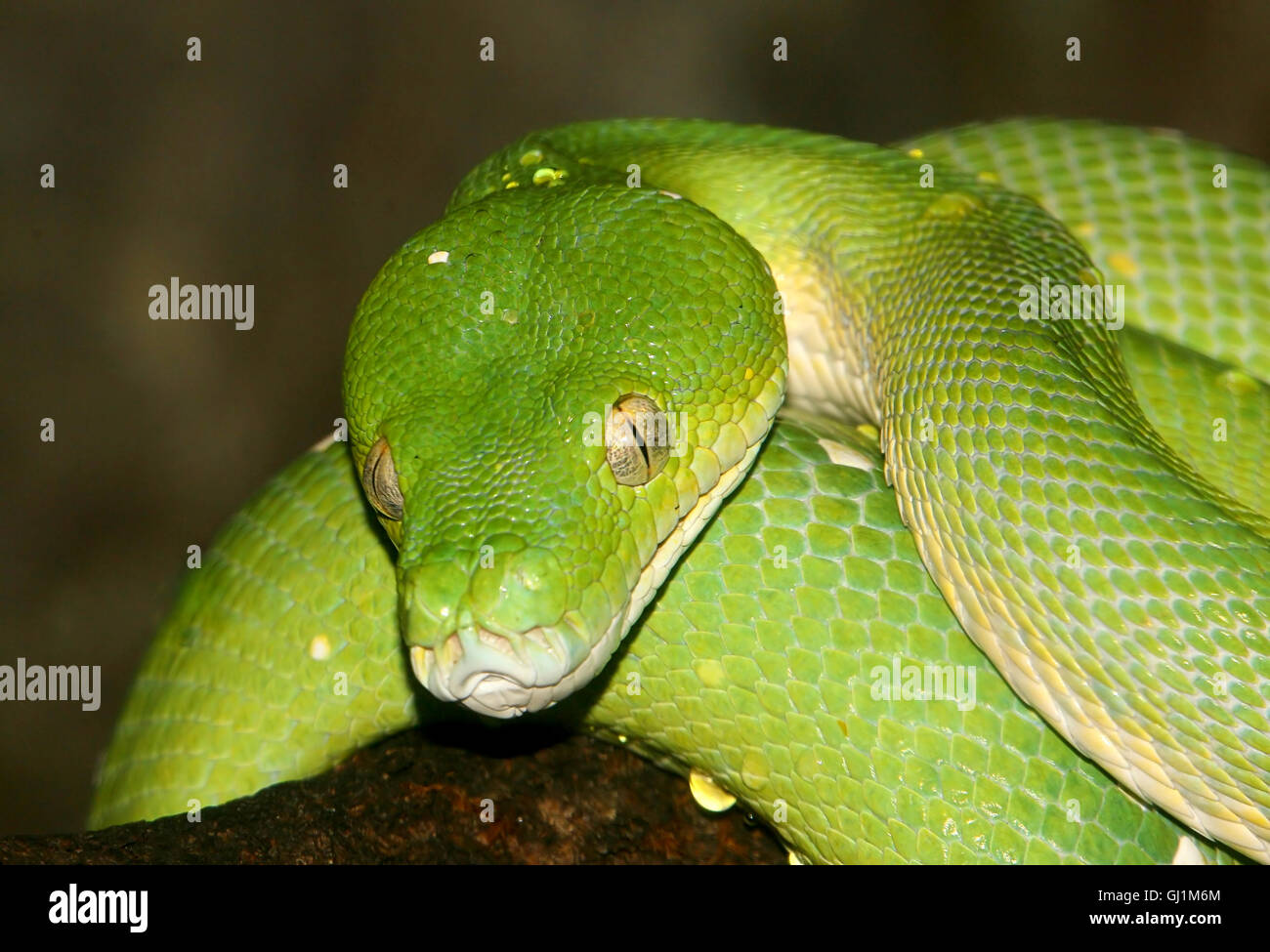 L'arbre vert de l'Asie du Sud-Est ou python Morelia viridis (Chondro), face à l'appareil photo Banque D'Images