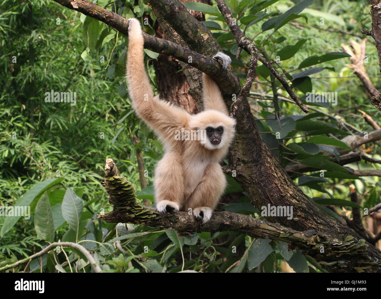 Gibbons d'Asie du Sud-Est ou en blanc remis gibbon (Hylobates lar) très haut dans un arbre Banque D'Images