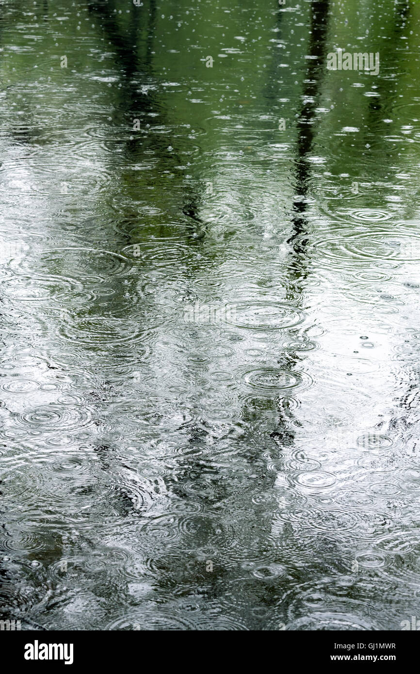 Gouttes de rippling dans une flaque d'arbres réflexion Banque D'Images