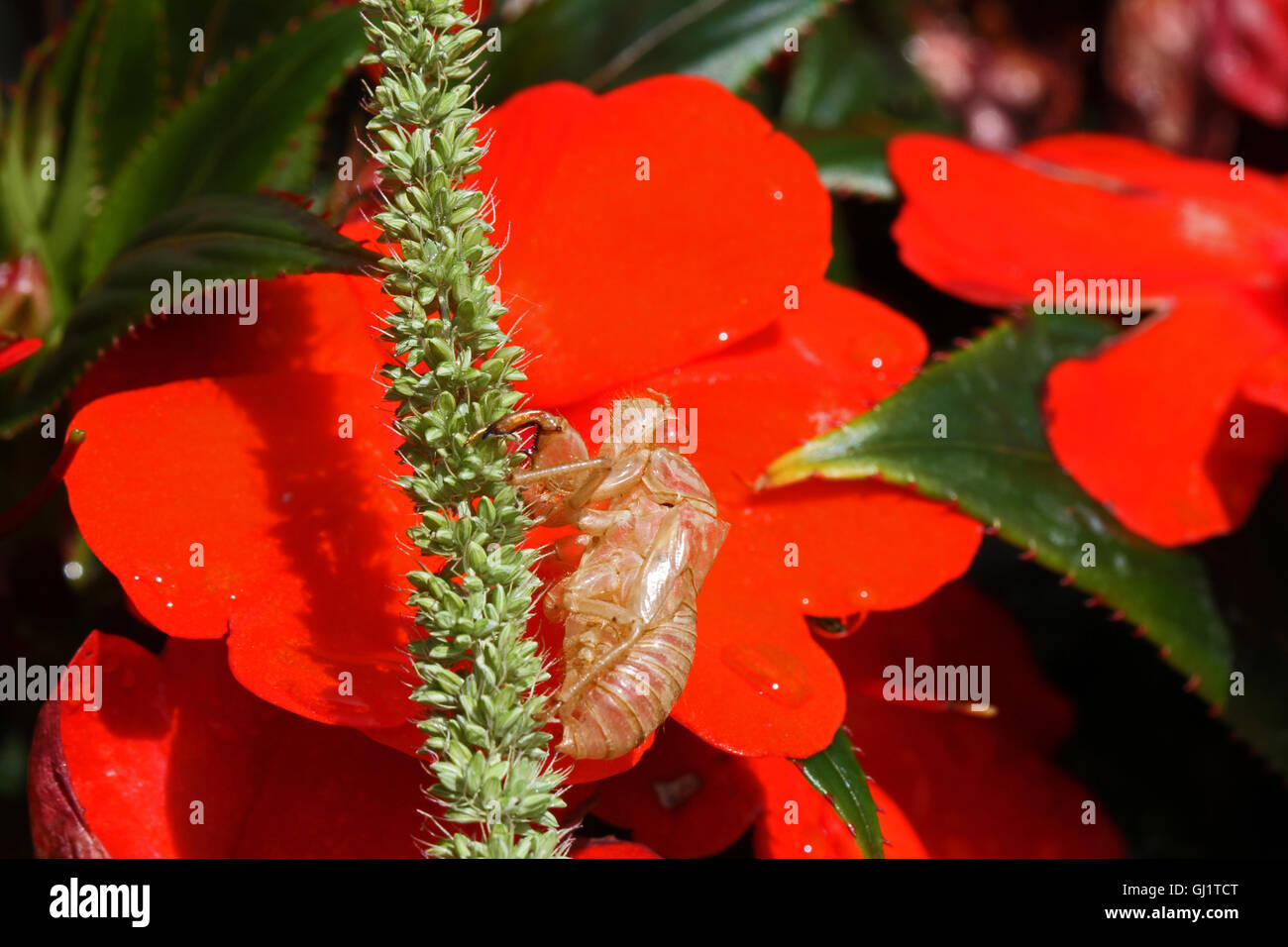 Cigale vide ou le corps de l'enveloppe d'une cigale mué sur les insectes hémiptères fleurs impatiens Busy Lizzie des strabomantidés par Ruth Swan Banque D'Images