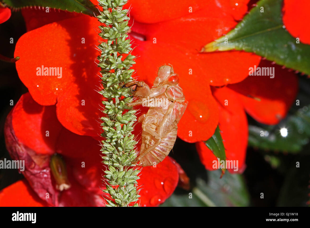 Cigale vide ou le corps de l'enveloppe d'une cigale mué sur les insectes hémiptères fleurs impatiens Busy Lizzie des strabomantidés par Ruth Swan Banque D'Images