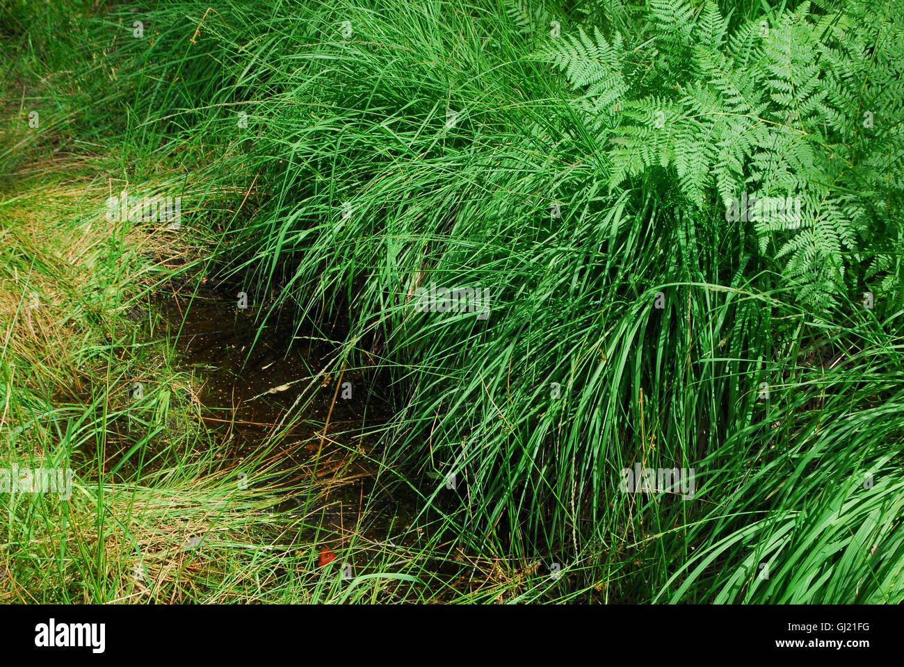 Herbe de forêt, herbe, herbe verte Banque D'Images