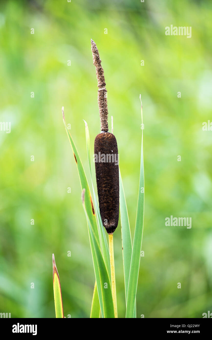 Plus Reedmace ou timide floraison plante sauvage dans la vallée près de Barnsley Dearne Yorkshire Angleterre Royaume-Uni UK Banque D'Images