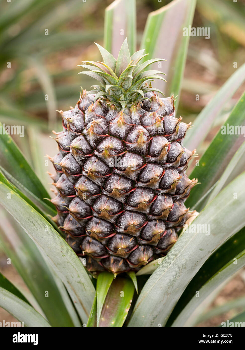 La culture d'Ananas immatures. Un ananas vert mûrit lentement et mûrit dans une serre des. Banque D'Images