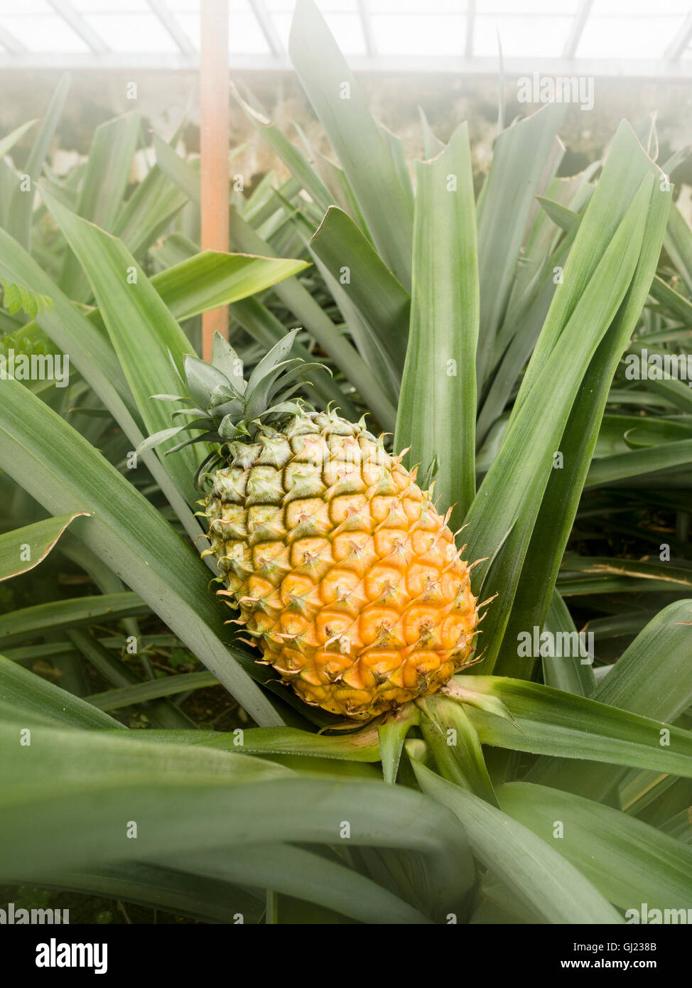 Ananas mûrs dans une serre. Une presque mûres, ananas jaune se trouve inclinée dans son lit de feuillage à l'intérieur d'une serre des. Banque D'Images