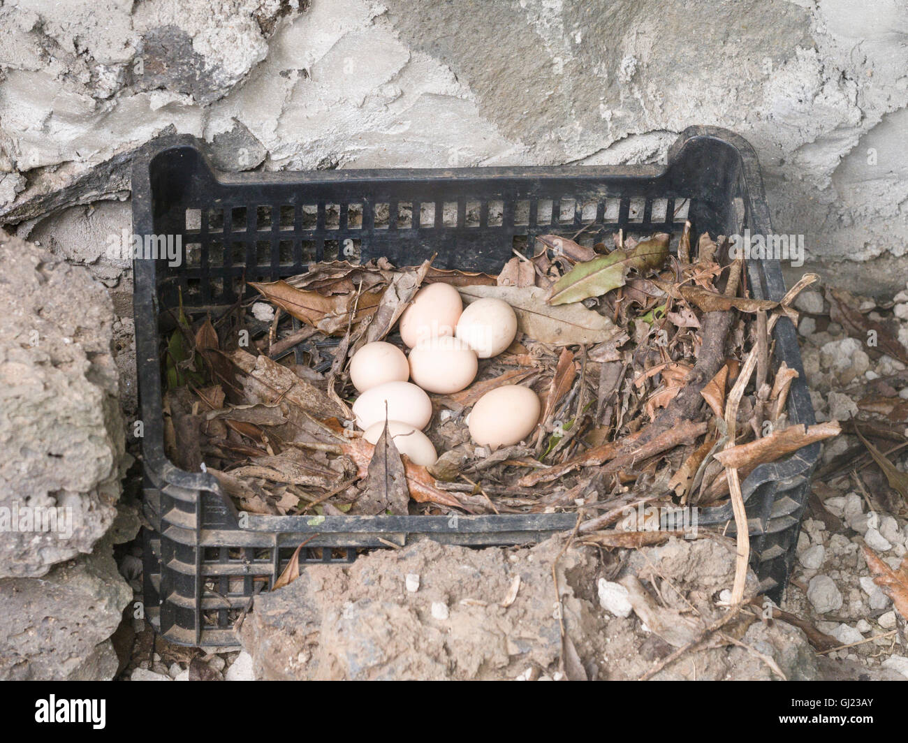 Un embrayage de 7 oeufs fraîchement posés. Un nid pour une paire de poulets avec sept oeufs bruns posés sur les paillis. Banque D'Images