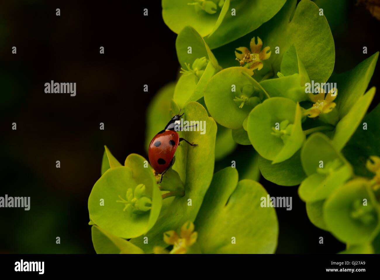 Ladybird ramper jusqu'verdure. Banque D'Images