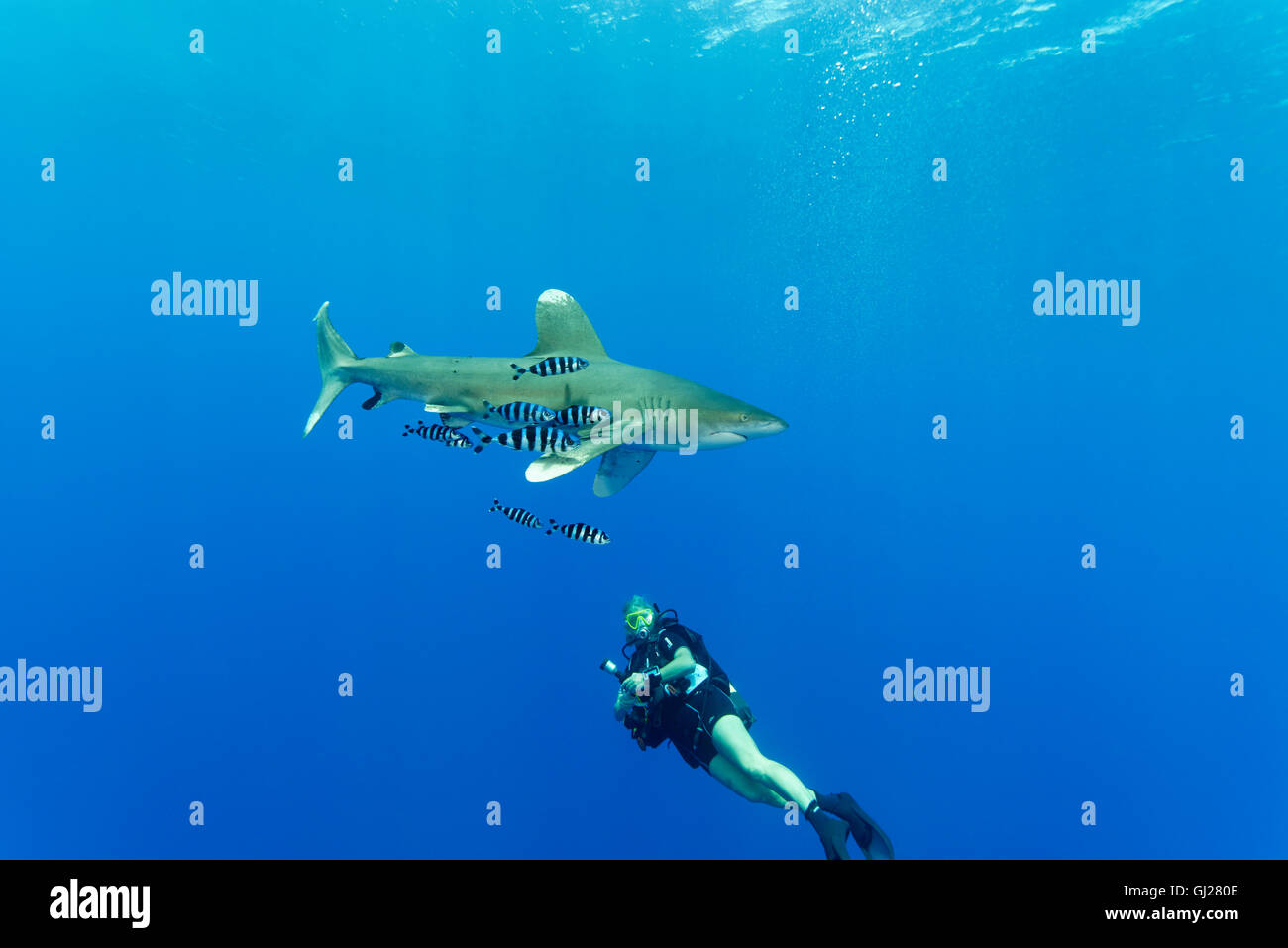 Requin océanique avec pilotfish et scuba diver, Daedalus Reef, Red Sea, Egypt Banque D'Images