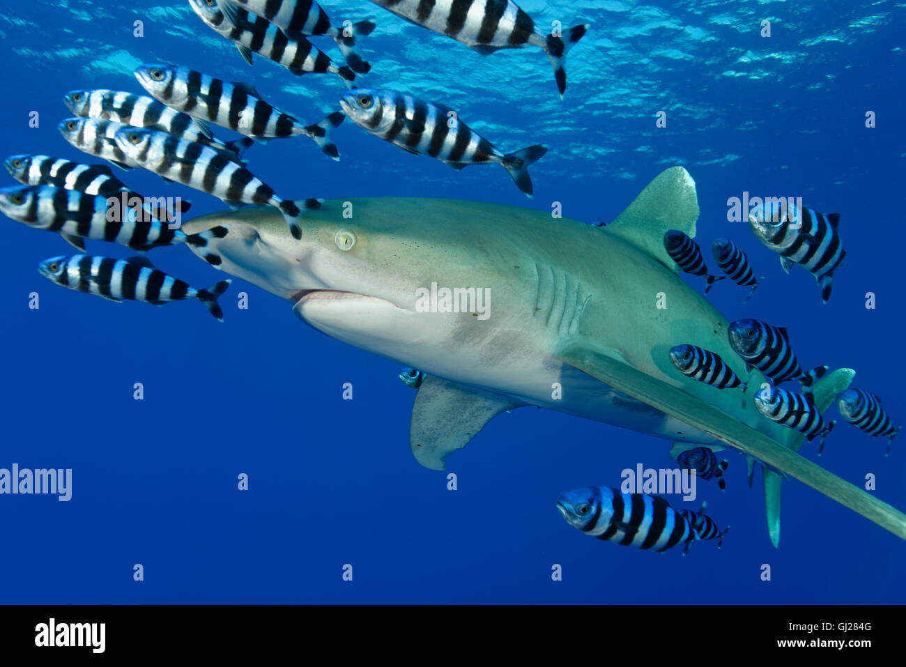 Carcharhinus longimanus, Naucrates ductor, requin océanique avec poisson pilote, pilotfish, Daedalus Reef, Red Sea, Egypt Banque D'Images