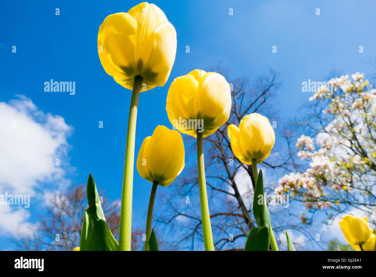 Tulipes jaunes contre le ciel bleu Banque D'Images