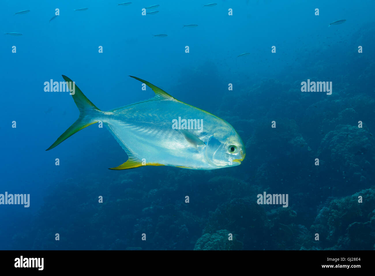 Trachinotus blochii, Snubnose pompano, Wadi Gima, Marsa Alam, Red Sea, Egypt, Africa Banque D'Images