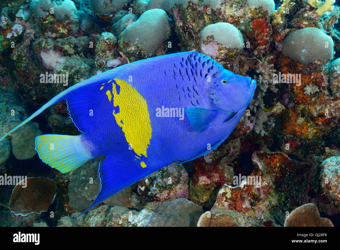 Angelfish Pomacanthus maculosus, Yellowbar, Wadi Gima, Marsa Alam, Red Sea, Egypt Banque D'Images