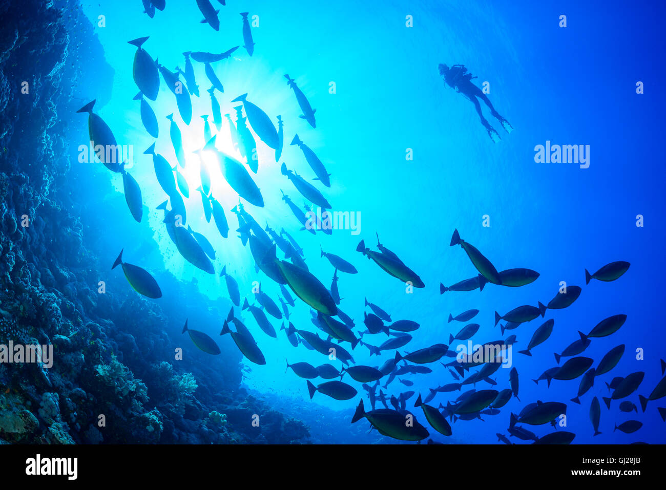 Naso hexacanthus, Sleek goldfish ou lacktongue unicorn, Wadi Gima, Marsa Alam, Red Sea, Egypt, Africa Banque D'Images