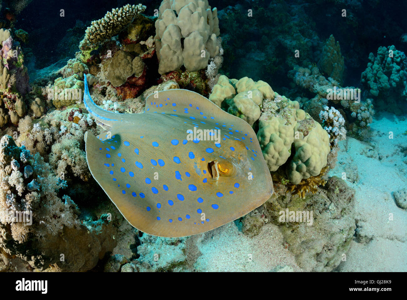 Taeniura lymma, bluespotted stingray ribbontail, ray, Wadi Gima, Marsa Alam, Red Sea, Egypt, Africa Banque D'Images