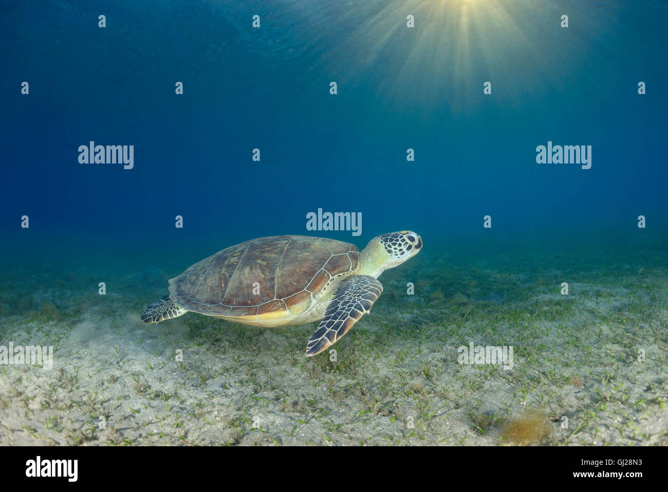 Seaturtle Chelonia mydas, vert, les tortues de mer, Wadi Gima, Marsa Alam, Red Sea, Egypt, Africa Banque D'Images