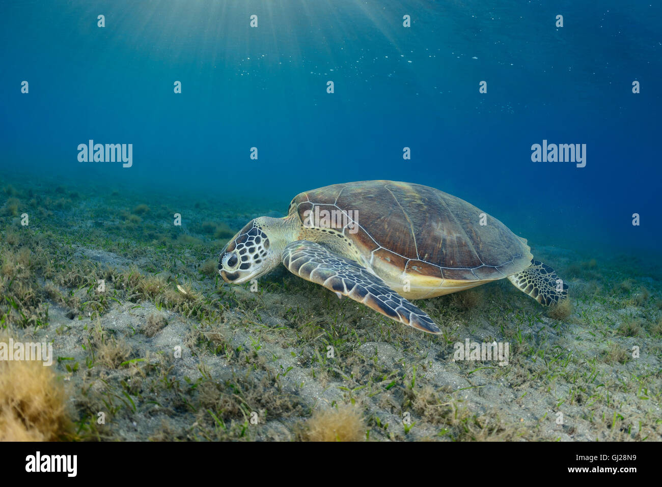 Seaturtle Chelonia mydas, vert, les tortues de mer, Wadi Gima, Marsa Alam, Red Sea, Egypt, Africa Banque D'Images