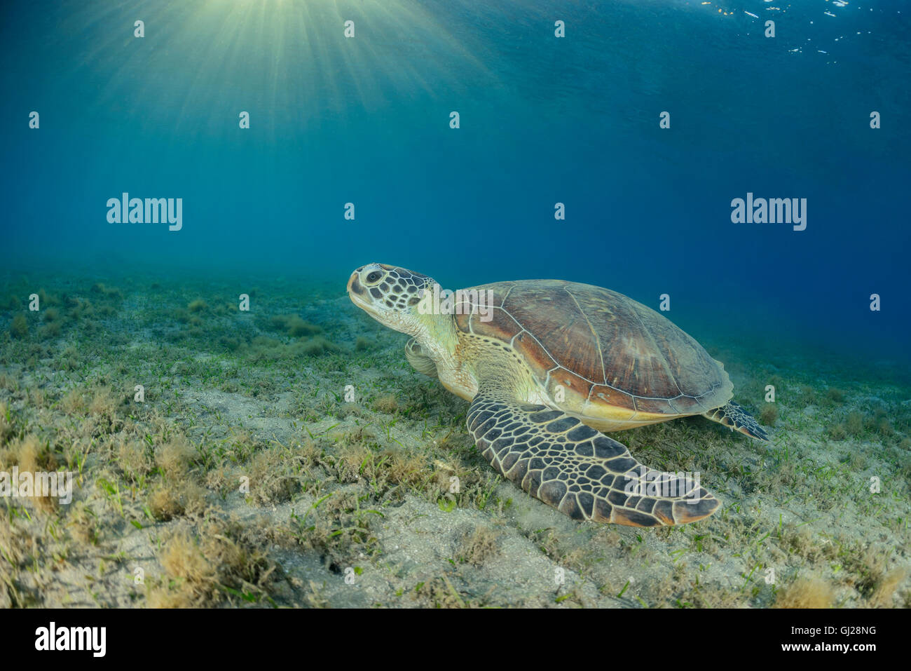 Seaturtle Chelonia mydas, vert, les tortues de mer, Wadi Gima, Marsa Alam, Red Sea, Egypt, Africa Banque D'Images